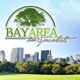 bayareatrees9